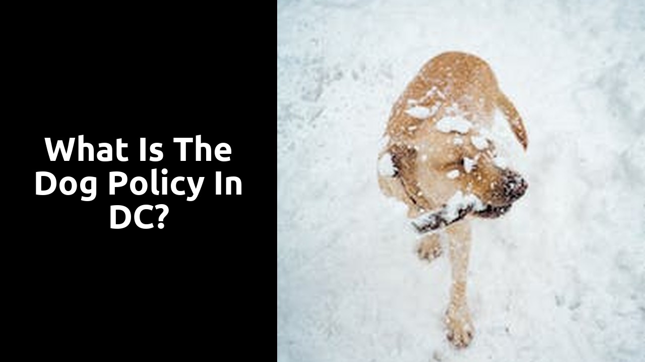 What is the dog policy in DC?